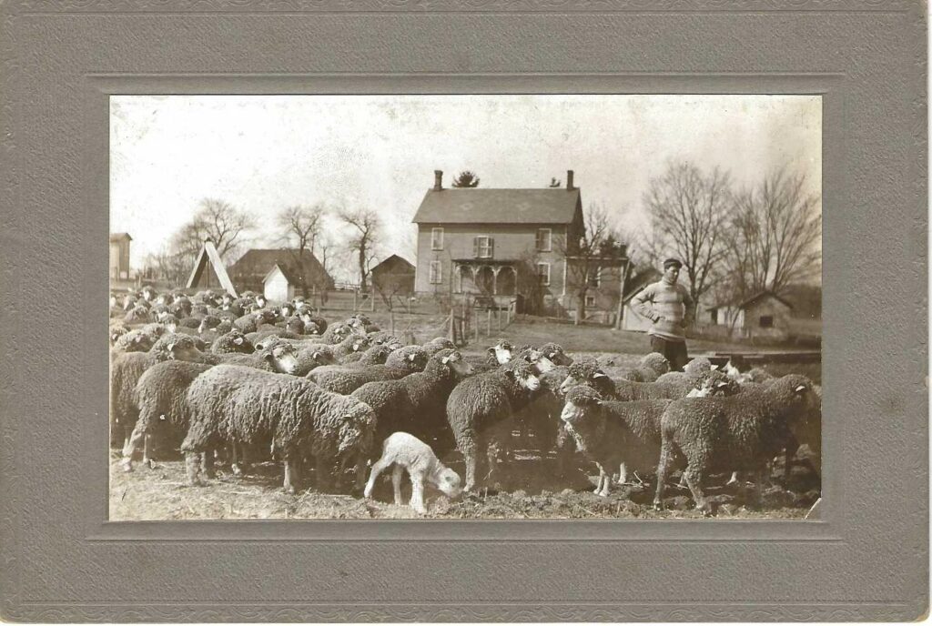 Old photo of a farmer amongst his flock of sheep in black and white